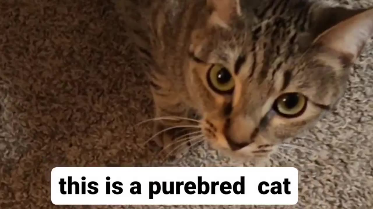 Funny Cat