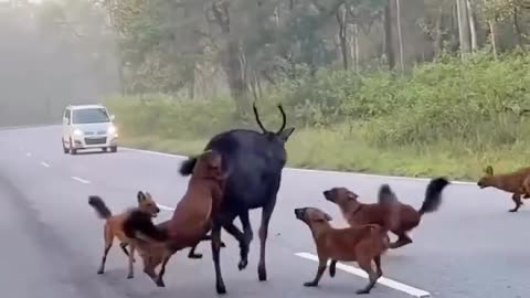 Fox are attach on goat