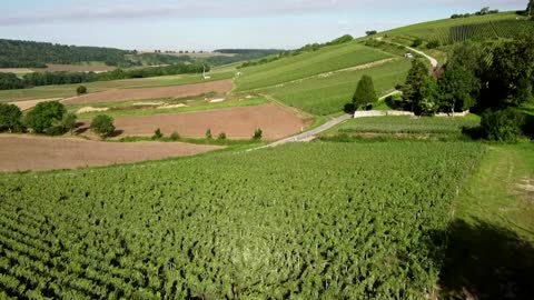 Champagne vineyards hit by fungus in wet summer