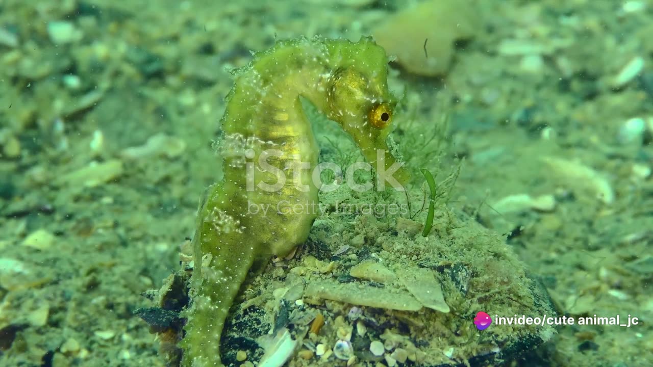 Seahorse Nursery: The Fascinating World of Seahorse Parenting