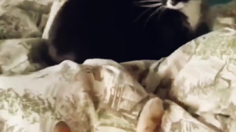 Funny cat video