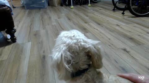 If You love Dogs, You Will Love This Yorkie