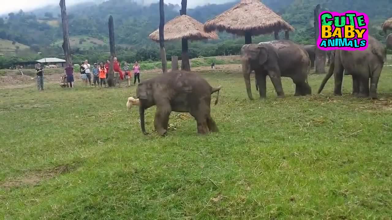 Cute Baby Elephant Playing With Dog and Get Frustated