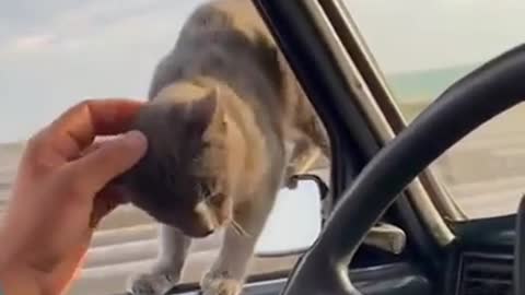 Daredevil Cat