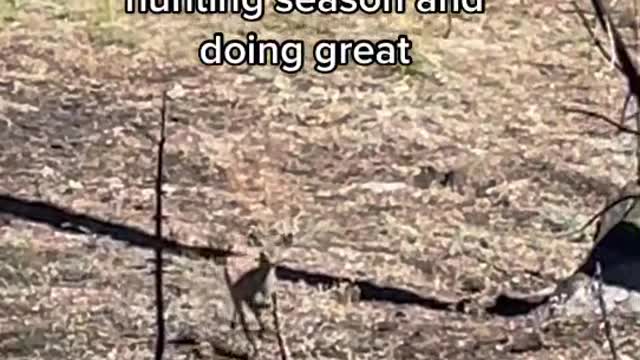 When you're a small deer in a burnt forest during