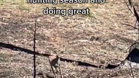 When you're a small deer in a burnt forest during