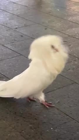 The Elvis of pigeons 😊