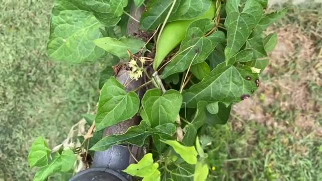 Mantis VS paper wasp