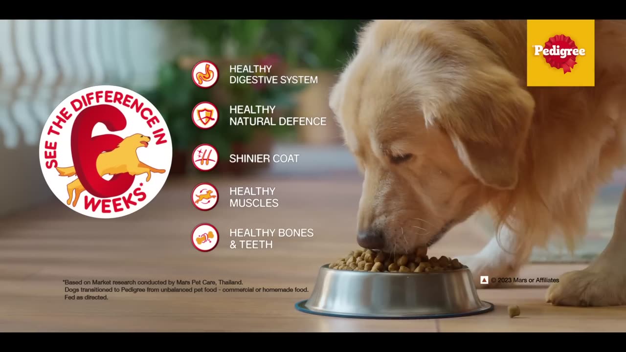 Dog best food/ funny dog training