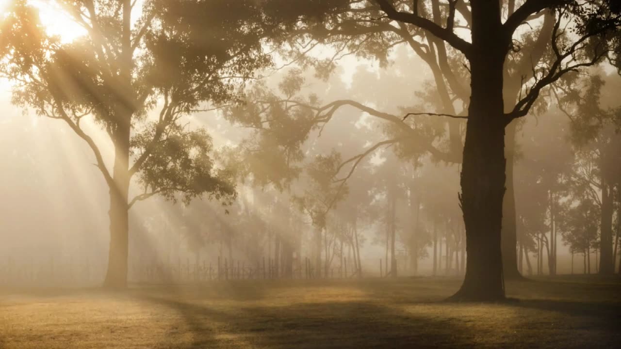 Sunrise Among the Trees Royalty-Free Forest Sunrise Video (Free Stock Video)