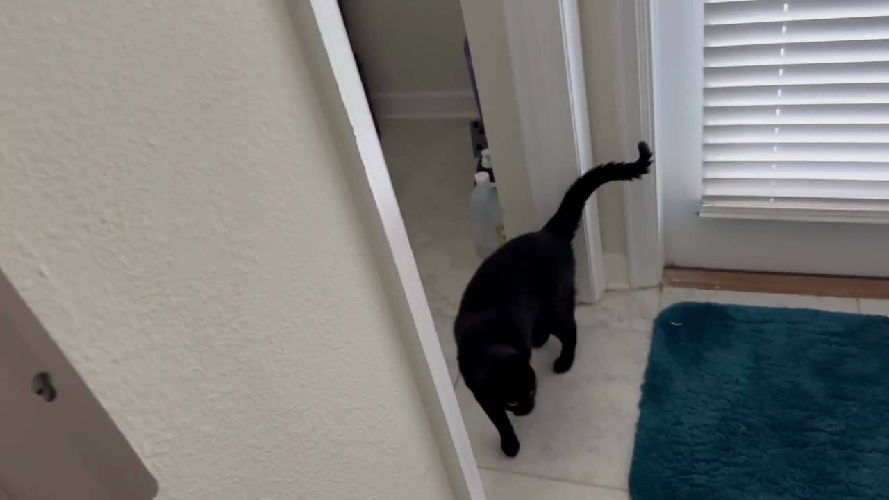 Adopting a Cat from a Shelter Vlog - Cute Precious Piper Shows How to Reach the Door Knob