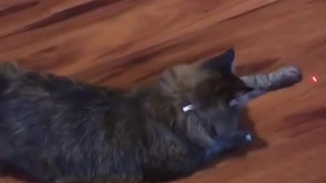 Funniest Military Cat ๐Cute Funny Pets ๐ Botaku Pets