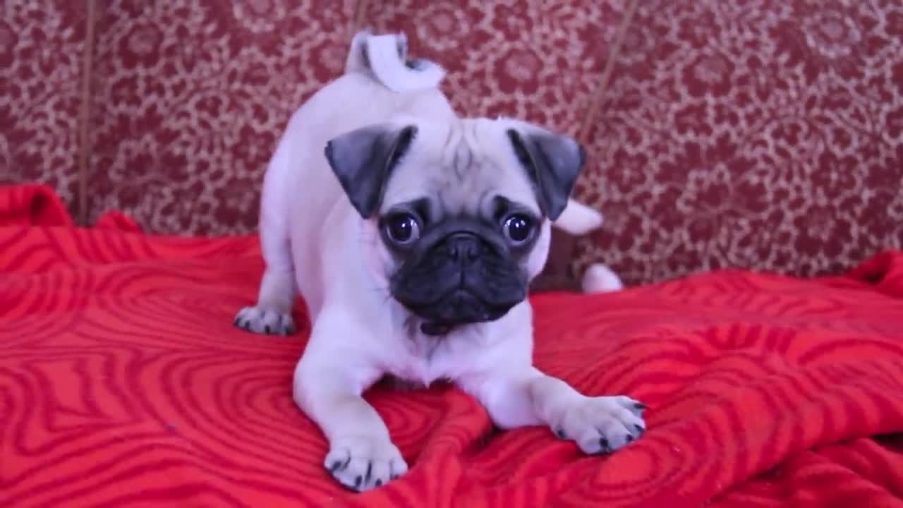 baby pug Carlos barking