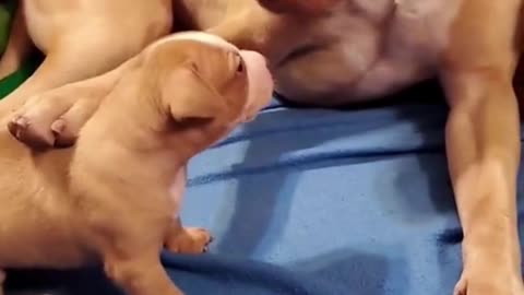 Cute puppies