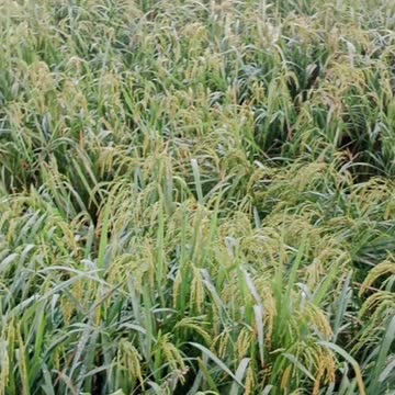 Amazing Villages Video #short