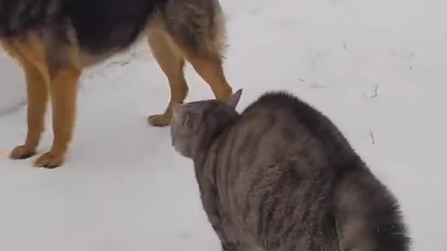 Russian fighting cat