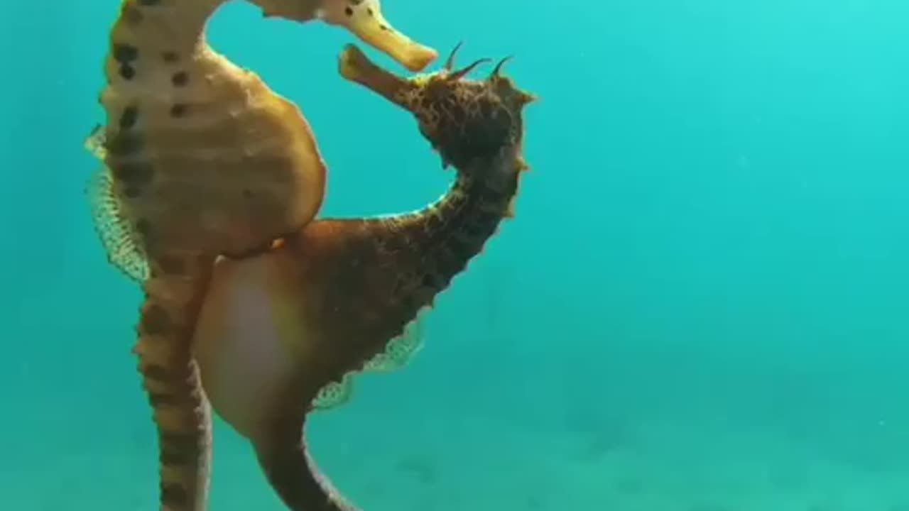 Seahorse Passing Eggs