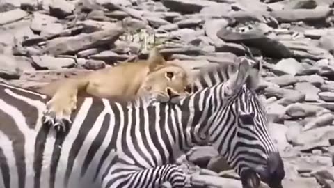 Lioness Hung a Zebra