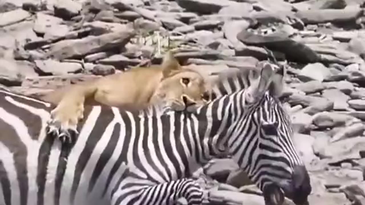 Lioness Hung a Zebra