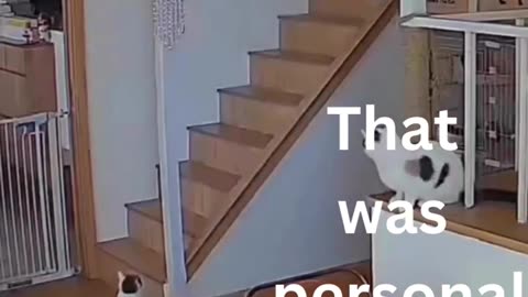 Funny animals