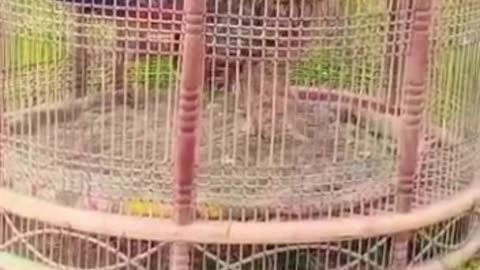 kala teetar ki awaaz : 🦃