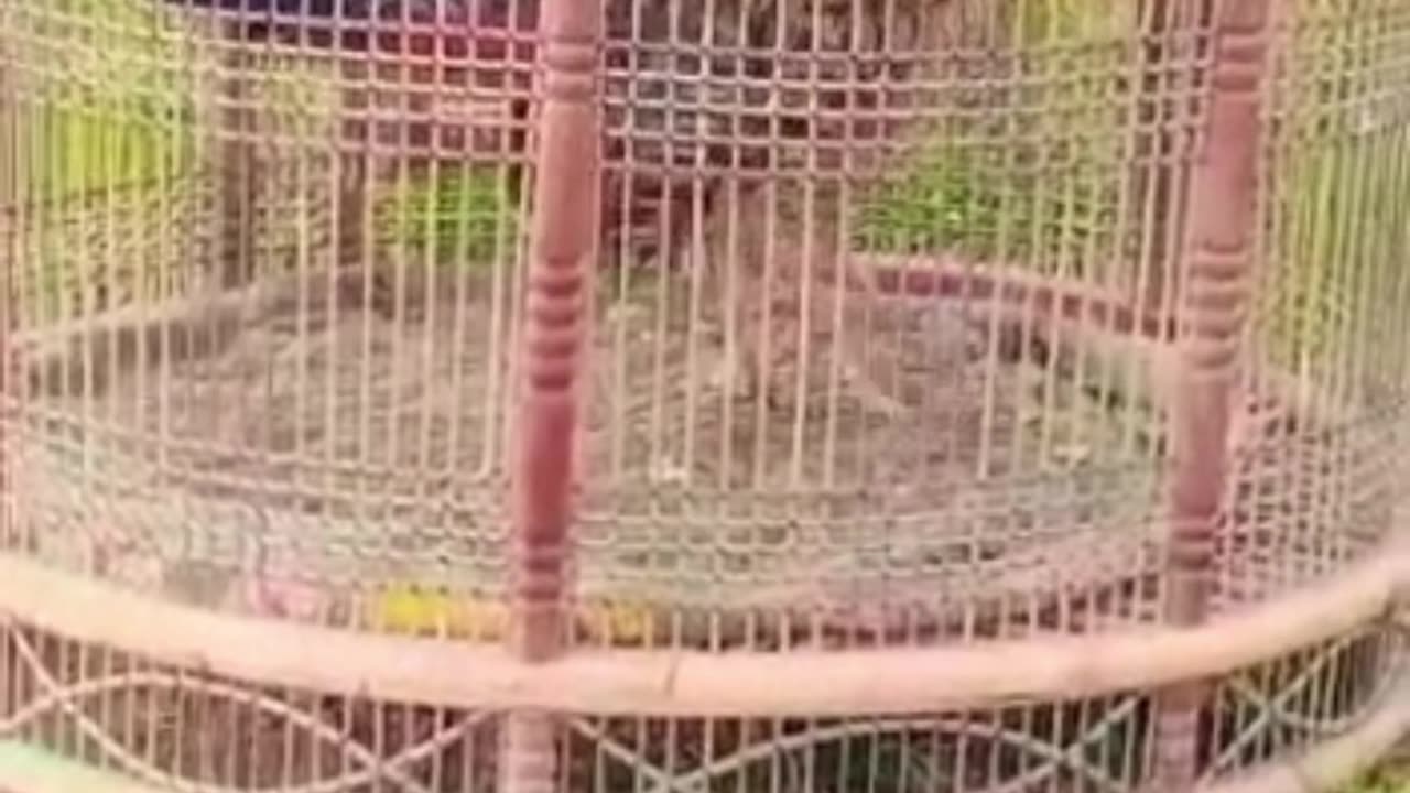 kala teetar ki awaaz : 🦃