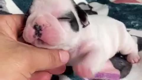 Dog video
