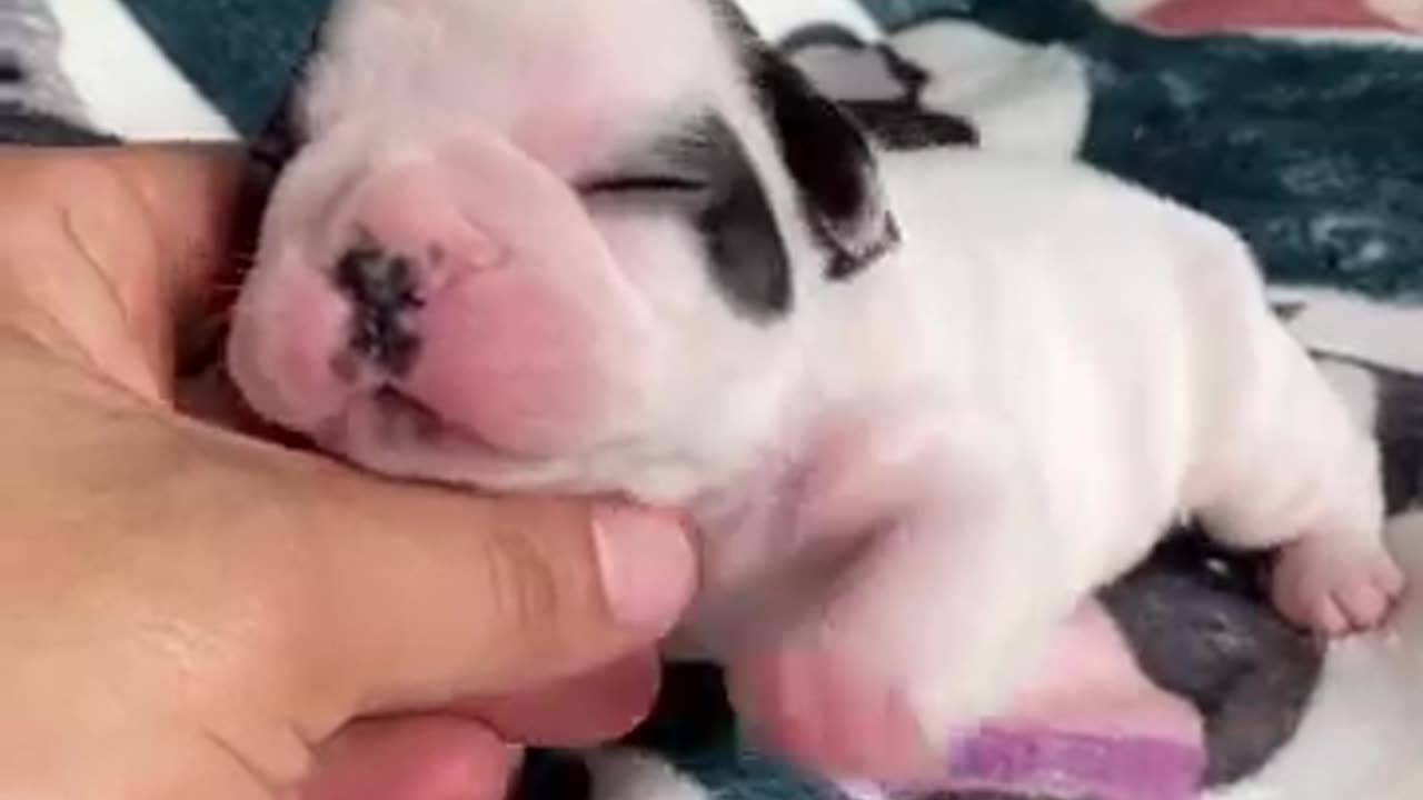 Dog video