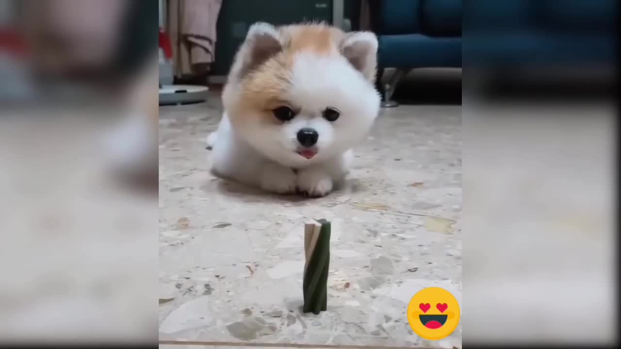 Cute and funny dogs video compilation