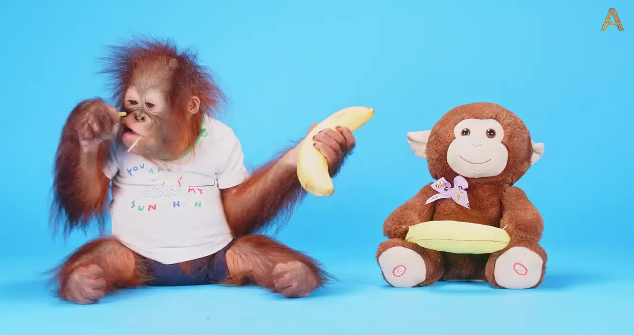 Animalia - Baby Orangutan Benji tries some fresh fruits ASMR