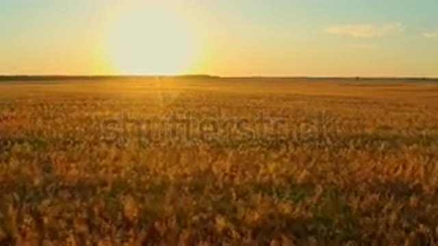 stock-footage-aerial-cinematic-clip-drone-flying-over-a-wheat-field-during-suns.mp4