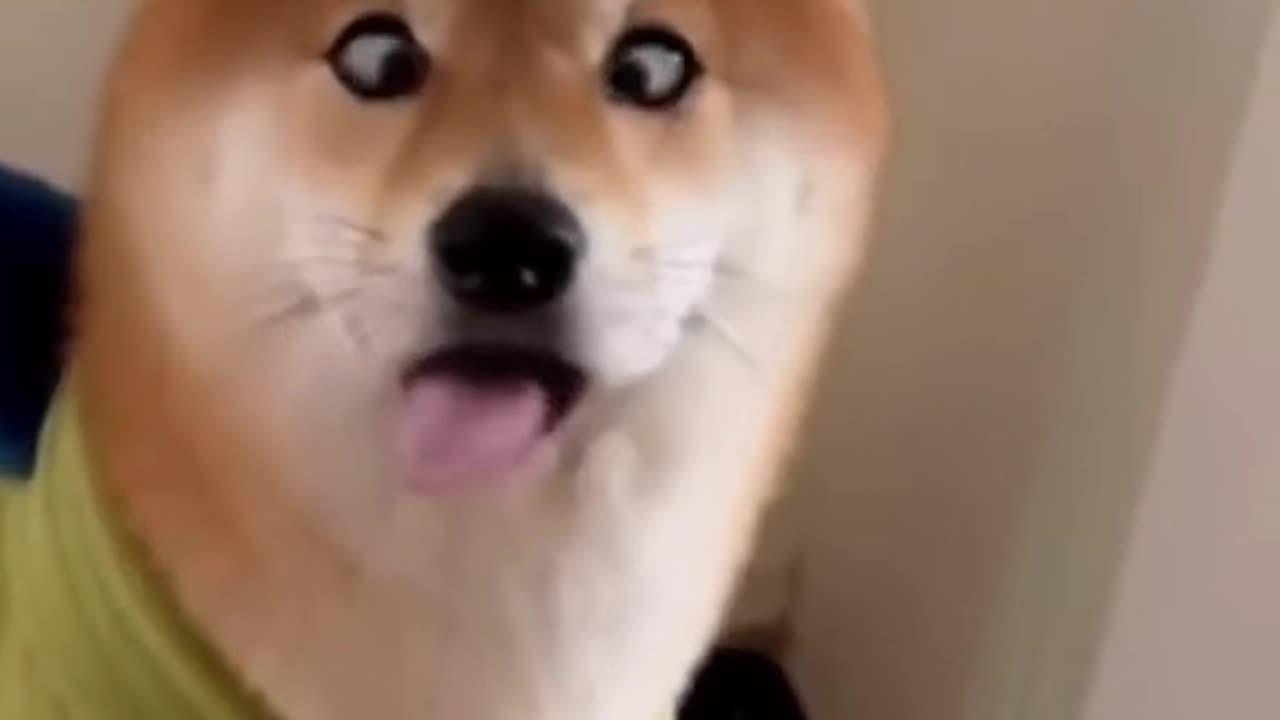 Funny animals videos /cats and dogs videos