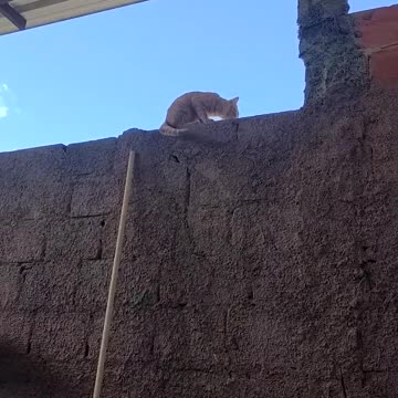 look at my kitten jumping slowly