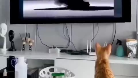 Funny cat's video 🤣