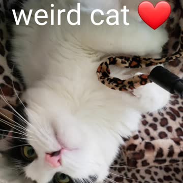 Rebel is a weirdo 😄🐾🐾