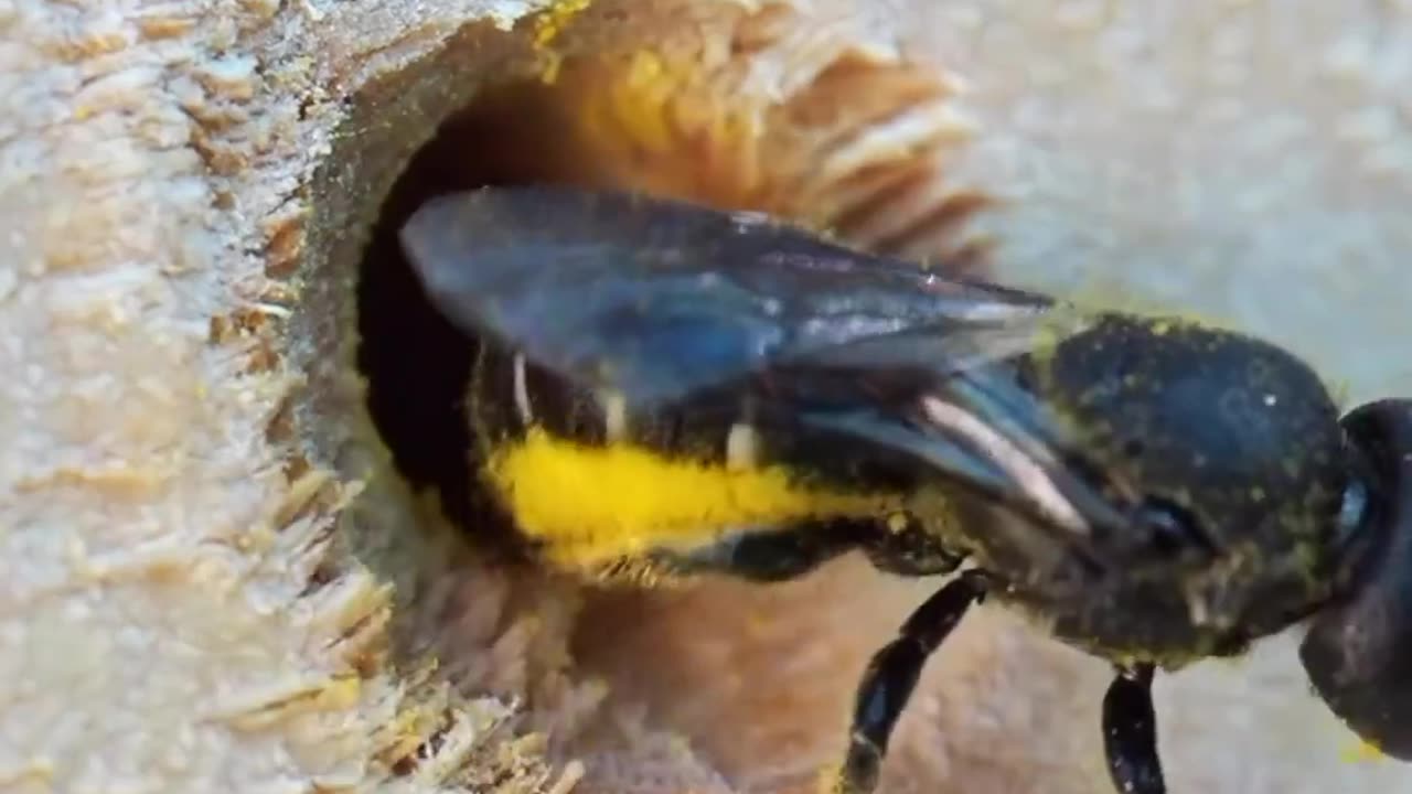 "Buzzing Heroes: Unleashing the Power of Wild Bees as Earth's Unsung Pollinators"