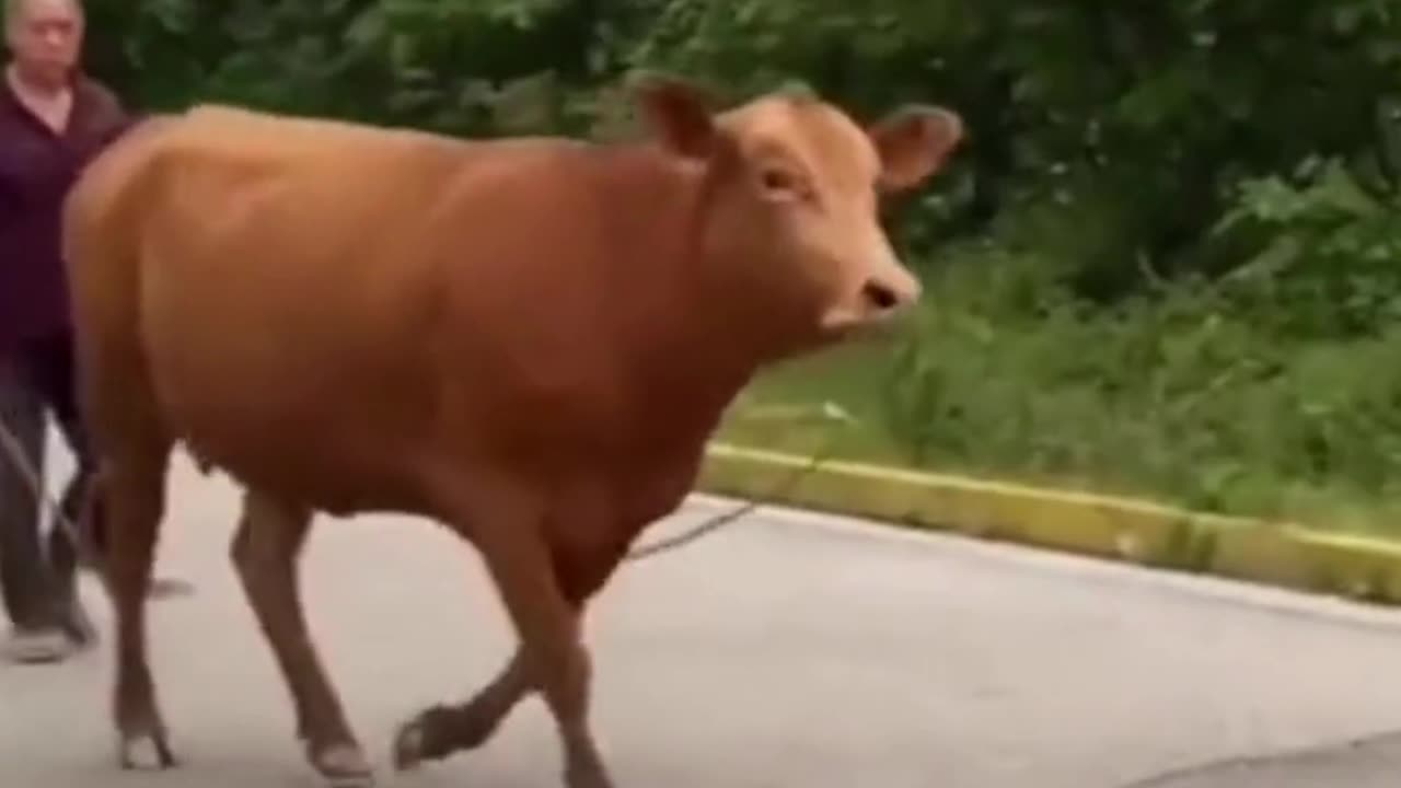 Funny cow jump scare 😂