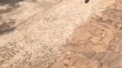 Fanny animal video
