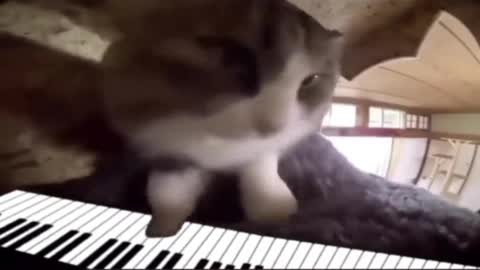 Have you ever seen a cat play the piano?