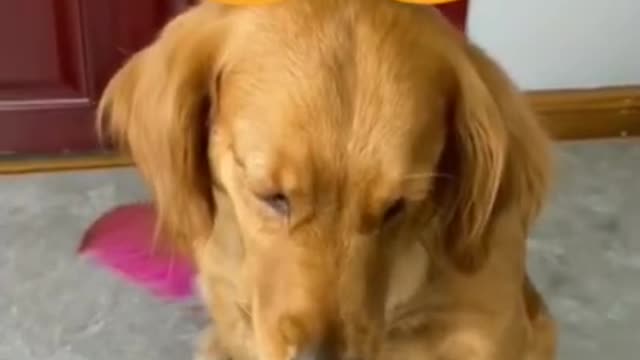 funny dog video and cat funny video collection 6#shorts