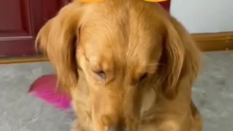 funny dog video and cat funny video collection 6#shorts