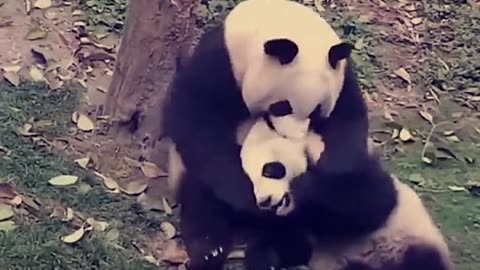 How Much Love with her baby 🐼🐼🐼🐼