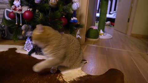 Kung Fu Hosico