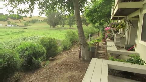 Great Blue Heron gets a gopher then loses it to a hawk.