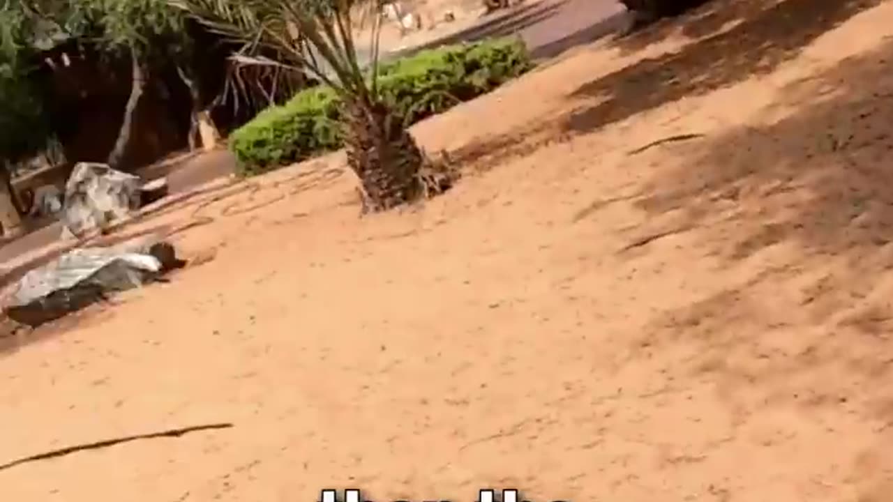 Arabian Orax Attacks A Tourist