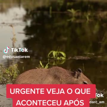 Soltura da Capivara Filo