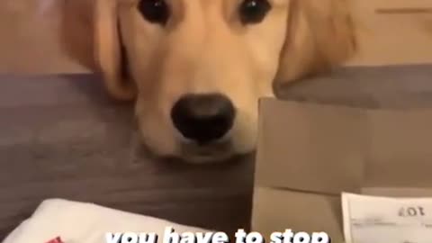 resenting the world famous irresistible puppy eyes!😍 #dogs #shorts