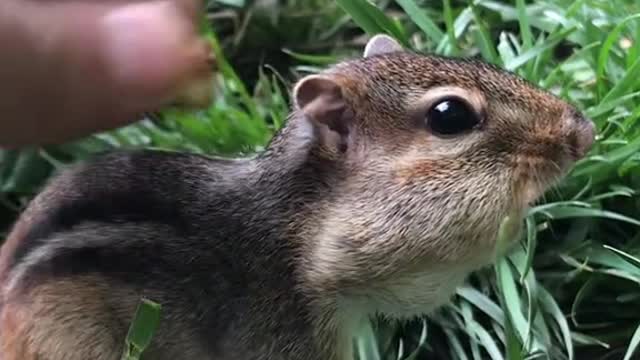 Bubba just wanted to be petted with his cheeks filled