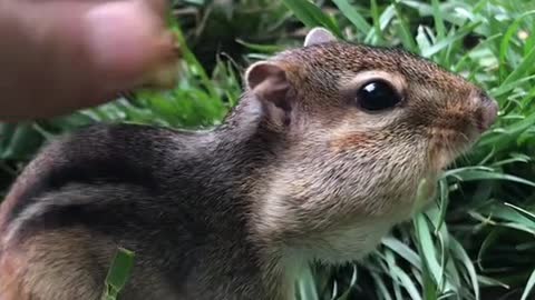 Bubba just wanted to be petted with his cheeks filled