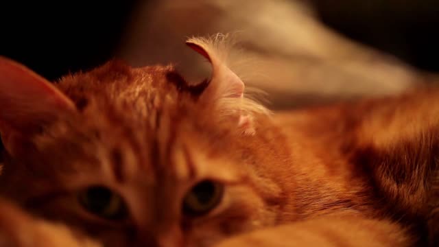 Adorable Cat Compilation